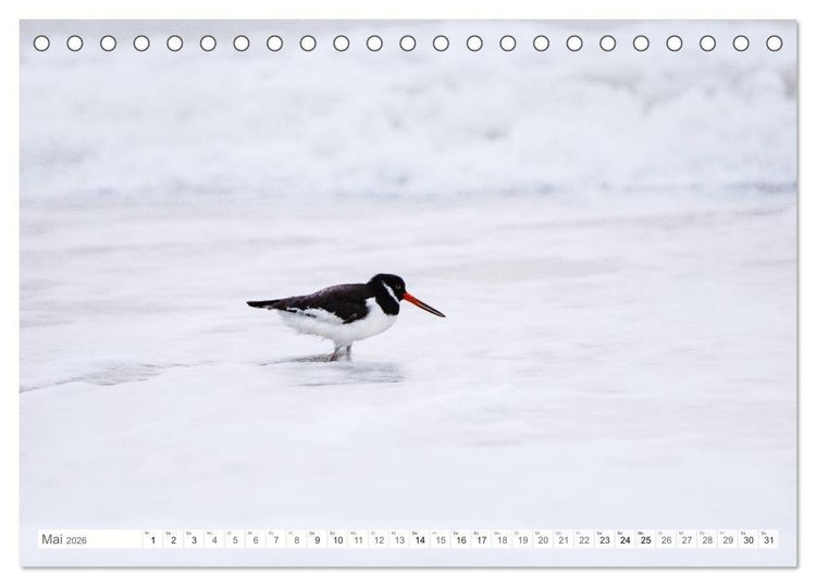 Produktbild: Helgoland - Das Leben auf der D&uuml;ne Helgolands (Tischkalender 2026 DIN A5 quer), CALVENDO Monatskalender