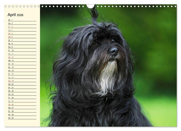 Produktbild: Havaneser - Herz auf 4 Pfoten (Wandkalender 2026 DIN A3 quer), CALVENDO Monatskalender