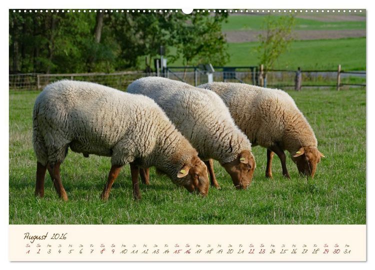 Produktbild: Coburger Fuchsschaf (hochwertiger Premium Wandkalender 2026 DIN A2 quer), Kunstdruck in Hochglanz