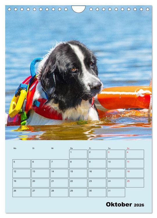 Produktbild: Familienplaner Landseer - Freund und Retter (Wandkalender 2026 DIN A4 hoch), CALVENDO Monatskalender