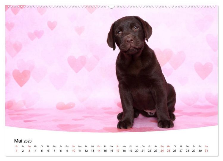 Produktbild: Labrador Welpen - Labrador Puppies (hochwertiger Premium Wandkalender 2026 DIN A2 quer), Kunstdruck in Hochglanz