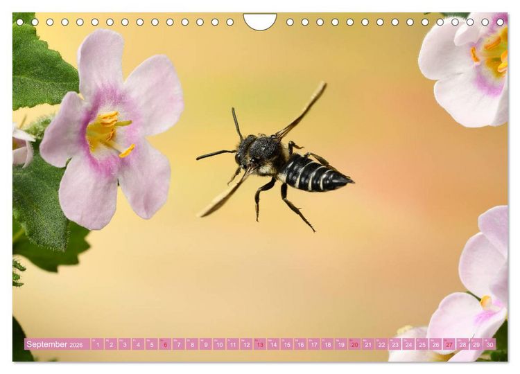 Produktbild: Sechs Beine in der Luft - Wildbienen im Flug (Wandkalender 2026 DIN A4 quer), CALVENDO Monatskalender