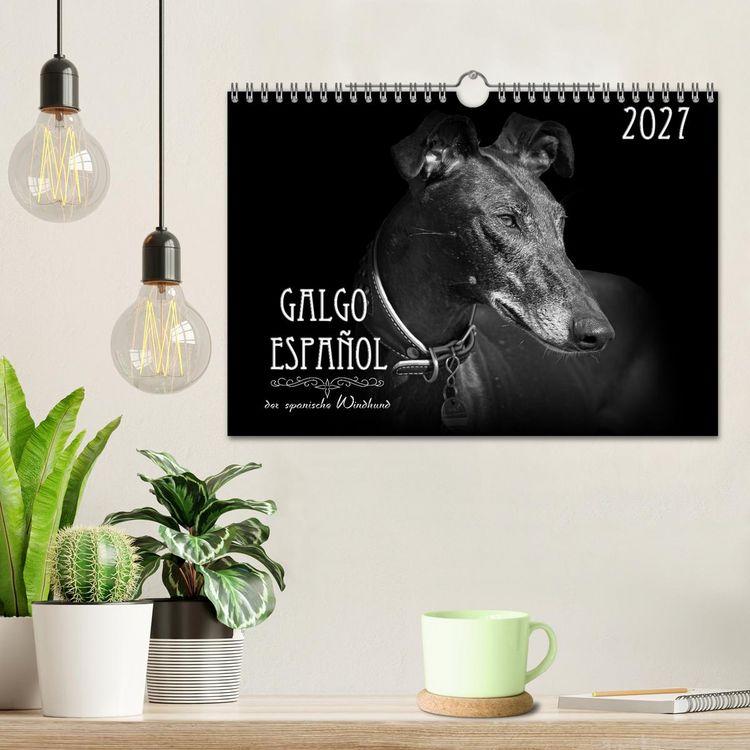 Produktbild: Galgo Espa&ntilde;ol - der spanische Windhund 2027 (Wandkalender 2027 DIN A4 quer), CALVENDO Monatskalender