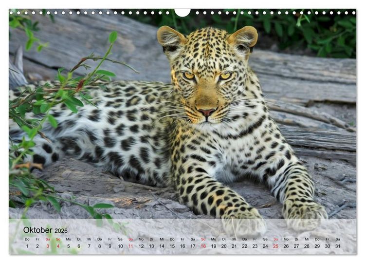 Produktbild: Leoparden. Elegante J&auml;ger (Wandkalender 2026 DIN A3 quer), CALVENDO Monatskalender