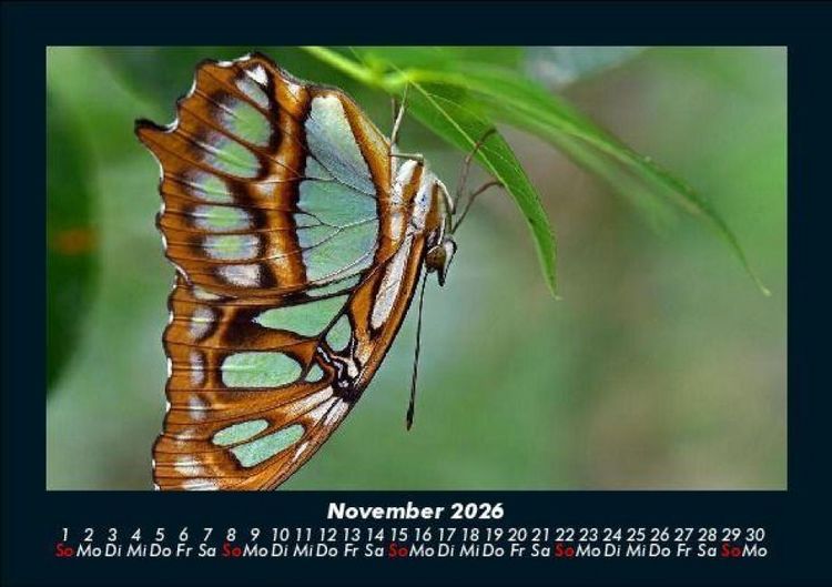 Produktbild: Bunte Pracht der Schmetterlinge 2026 Fotokalender DIN A5