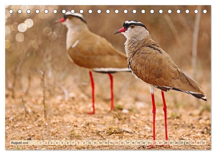 Produktbild: Afrikas Vogelwelt 2026 (Tischkalender 2026 DIN A5 quer), CALVENDO Monatskalender