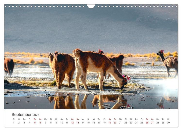 Produktbild: Lamas und Alpakas - Die weichen Neuweltkamele. (Wandkalender 2026 DIN A3 quer), CALVENDO Monatskalender