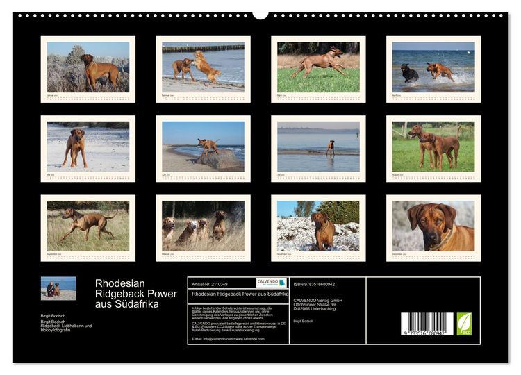 Produktbild: Rhodesian Ridgeback Power aus S&uuml;dafrika (hochwertiger Premium Wandkalender 2026 DIN A2 quer), Kunstdruck in Hochglanz