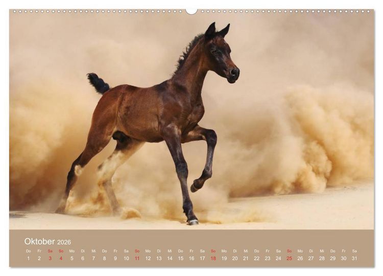 Produktbild: Pferde &bull; Araber im W&uuml;stensand (Wandkalender 2026 DIN A2 quer), CALVENDO Monatskalender