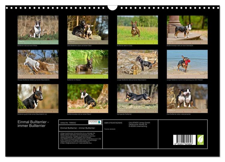 Produktbild: Einmal Bullterrier - immer Bullterrier (Wandkalender 2026 DIN A3 quer), CALVENDO Monatskalender