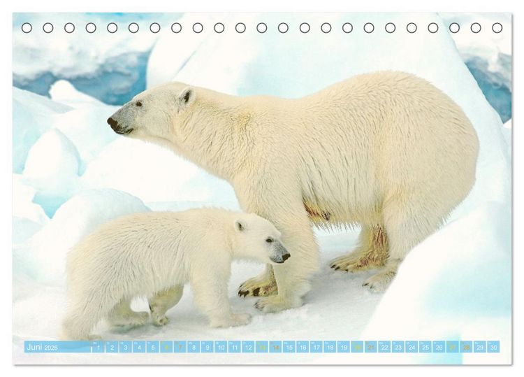 Produktbild: Eisb&auml;ren: Lebensk&uuml;nstler im Eis (Tischkalender 2026 DIN A5 quer), CALVENDO Monatskalender