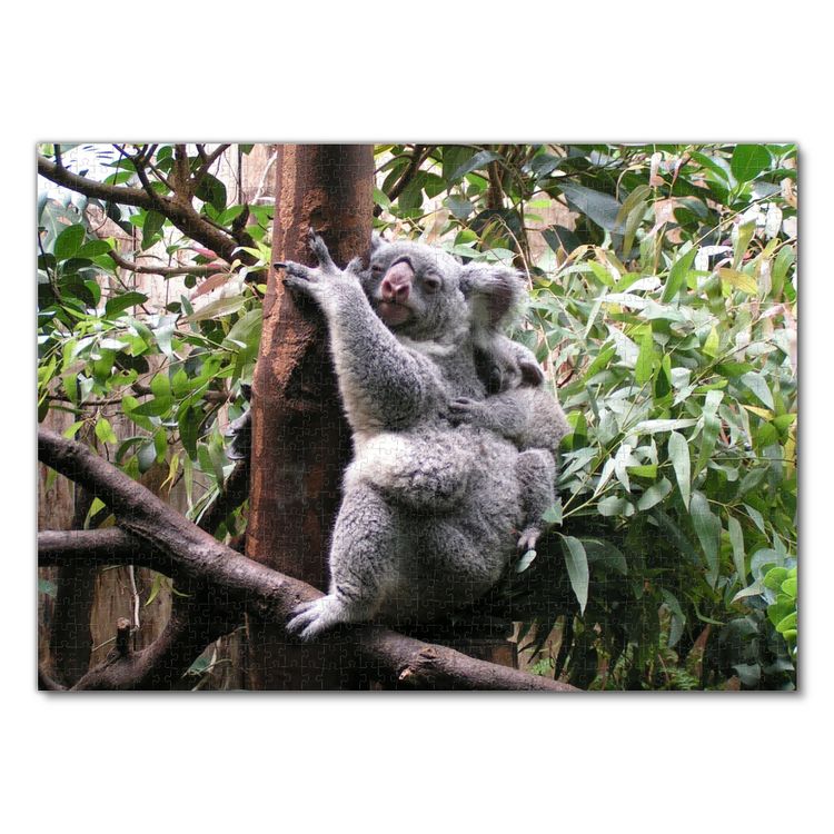 Produktbild: Lais Puzzle Koala Australien 1000 Teile