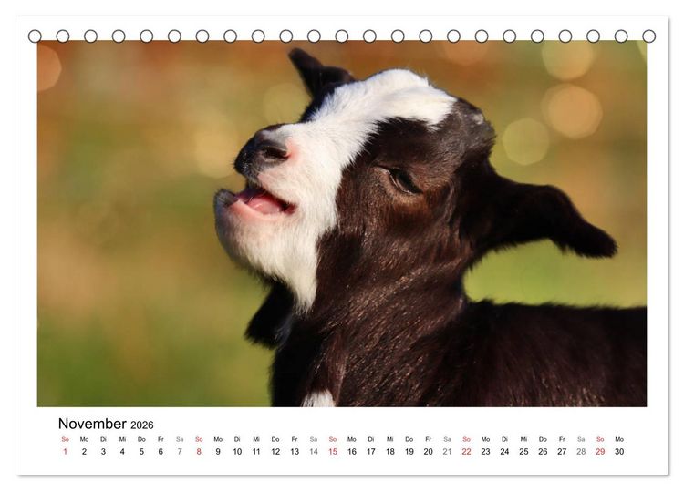 Produktbild: Wer zickt denn da? - Zicklein-Edition (Tischkalender 2026 DIN A5 quer), CALVENDO Monatskalender