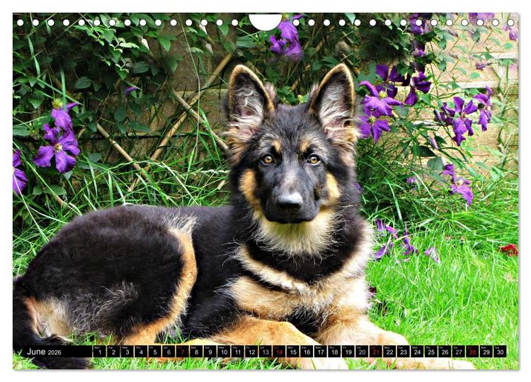 Produktbild: The German Shepherd Longcoat (Wall Calendar 2026 DIN A4 landscape), CALVENDO 12 Month Wall Calendar
