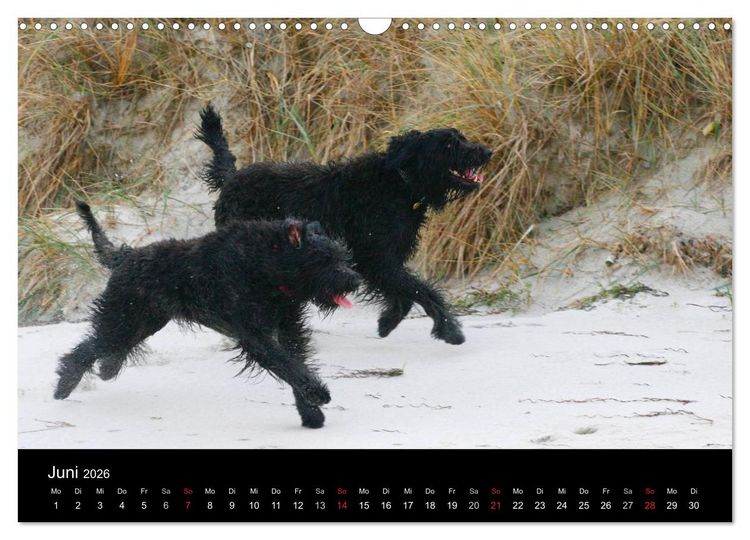 Produktbild: Bouvier des Flandres (Wandkalender 2026 DIN A3 quer), CALVENDO Monatskalender