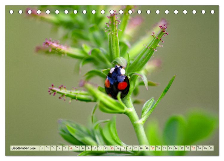 Produktbild: Wenn die Hummeln zum naschen kommen, ist dein Garten perfekt (Tischkalender 2026 DIN A5 quer), CALVENDO Monatskalender