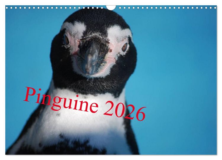 Produktbild: Pinguine 2026 (Wandkalender 2026 DIN A3 quer), CALVENDO Monatskalender