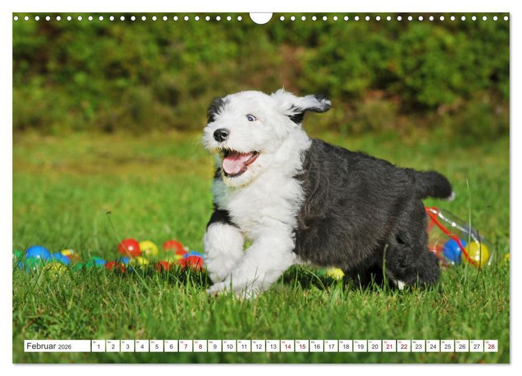 Produktbild: In der Kinderstube bei Familie Bobtail (Wandkalender 2026 DIN A3 quer), CALVENDO Monatskalender
