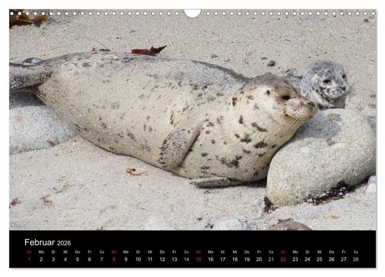 Produktbild: Monterey California (Wandkalender 2026 DIN A3 quer), CALVENDO Monatskalender