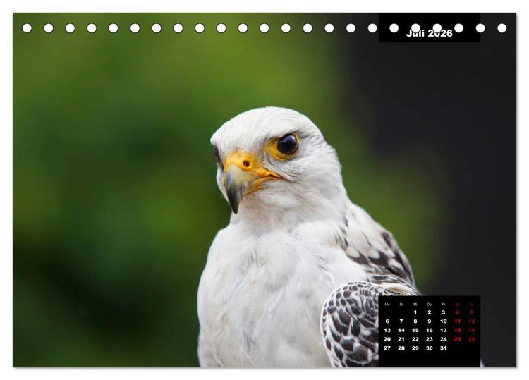 Produktbild: Greifv&ouml;gel - Herrscher der L&uuml;fte (Tischkalender 2026 DIN A5 quer), CALVENDO Monatskalender