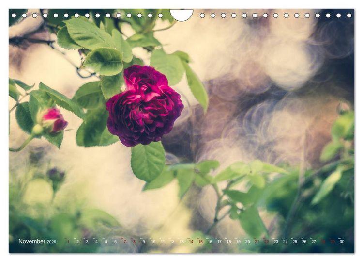 Produktbild: Die Welt der Alten Rosen (Wandkalender 2026 DIN A4 quer), CALVENDO Monatskalender