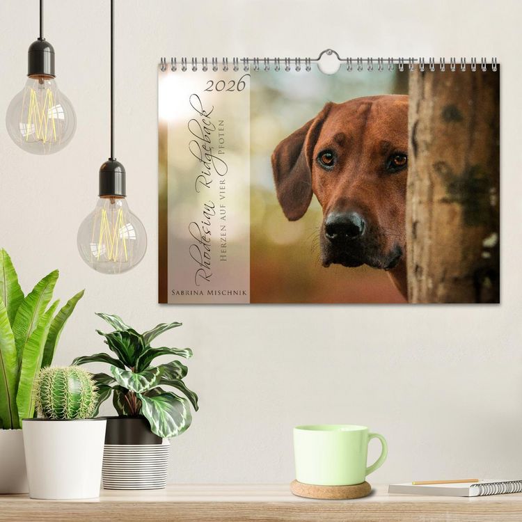 Produktbild: Rhodesian Ridgeback - Herzen auf vier Pfoten (Wandkalender 2026 DIN A4 quer), CALVENDO Monatskalender