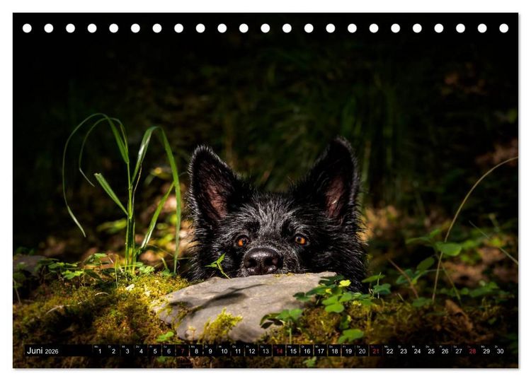 Produktbild: Schwarz ist sch&ouml;n! Der lackschwarze altdeutsche Sch&auml;ferhund (Tischkalender 2026 DIN A5 quer), CALVENDO Monatskalender