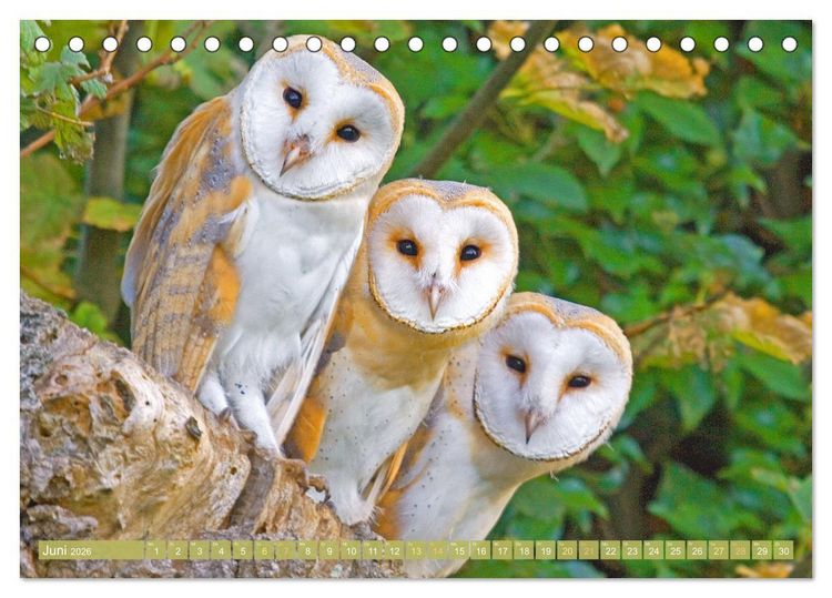 Produktbild: Wald-Kindergarten: Tierkinder im Wald (Tischkalender 2026 DIN A5 quer), CALVENDO Monatskalender