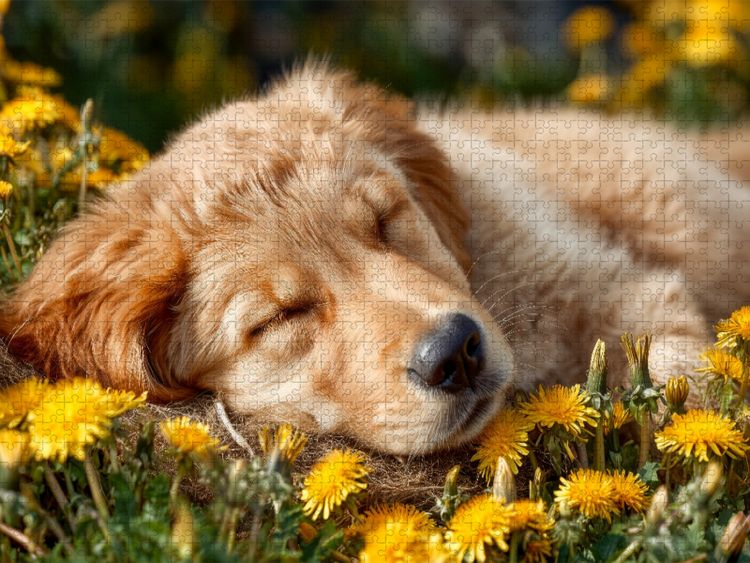 Produktbild: CALVENDO Puzzle Tr&auml;umender Golden Retriever-Welpe - Sanfte Ruhe in der Fr&uuml;hlingswiese | 1000 Teile Lege-Gr&ouml;&szlig;e 64x48cm Foto-Puzzle f&uuml;r gl&uuml;ckliche Stund