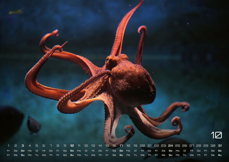 Produktbild: Sealife - verborgene Tiefen - 2027 - Kalender DIN A2