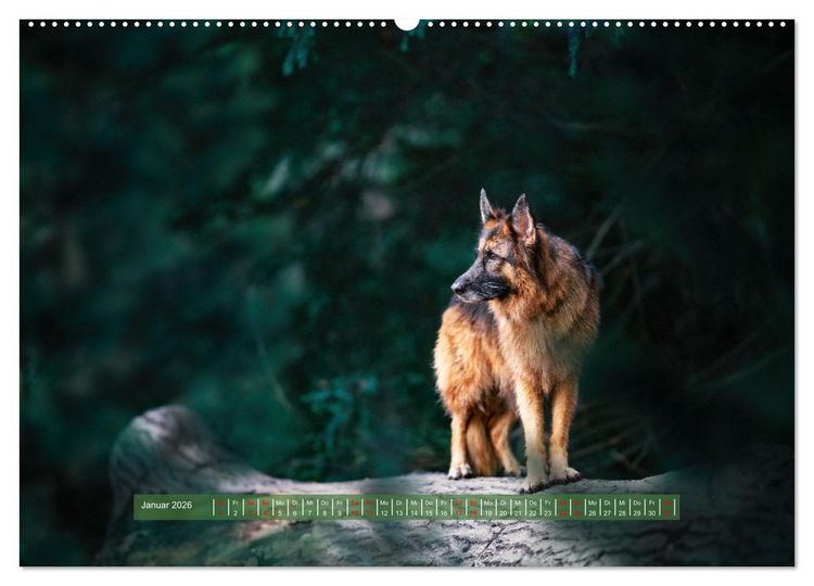 Produktbild: H&uuml;tehunde - H&uuml;ter der Herzen (hochwertiger Premium Wandkalender 2026 DIN A2 quer), Kunstdruck in Hochglanz