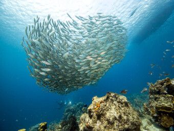 Produktbild: CALVENDO Puzzle Fischball - Playa Piskado - Cura&ccedil;ao | 1000 Teile Lege-Gr&ouml;&szlig;e 64x48cm Foto-Puzzle f&uuml;r gl&uuml;ckliche Stunden