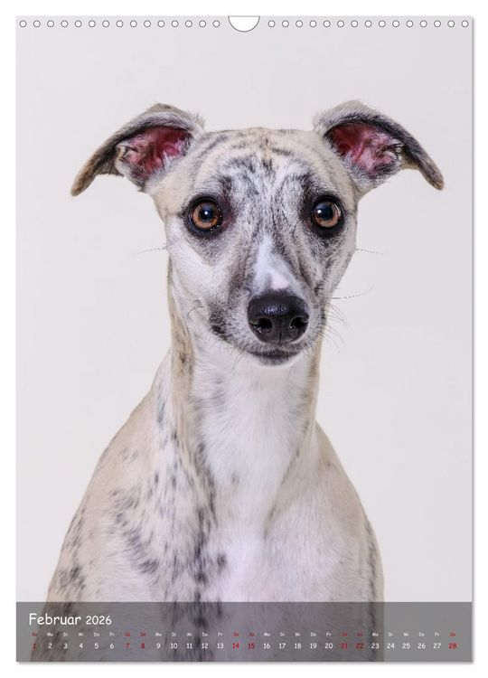 Produktbild: Whippets im Portrait (Wandkalender 2026 DIN A3 hoch), CALVENDO Monatskalender