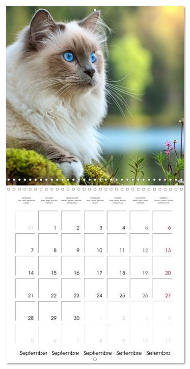 Produktbild: Beautiful Ragdolls - Cats in Nature (Wall Calendar 2026 12 &times; 12 Inch) CALVENDO 12 Month Wall Calendar