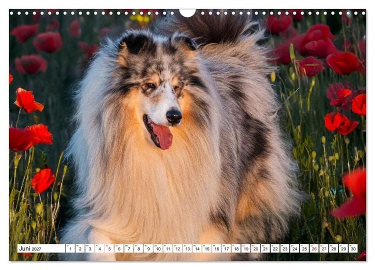 Produktbild: Traumhund Collie - Mein bester Freund (Wandkalender 2027 DIN A3 quer), CALVENDO Monatskalender