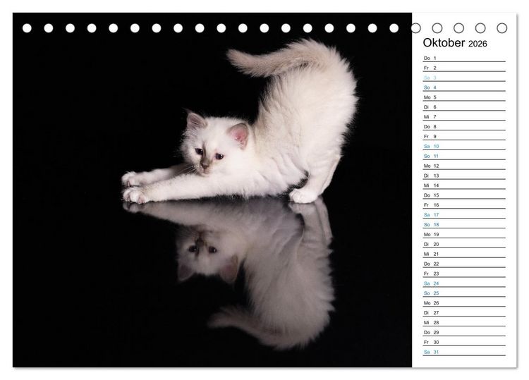 Produktbild: Heilige Birma Kitten mit Planer (Tischkalender 2026 DIN A5 quer), CALVENDO Monatskalender