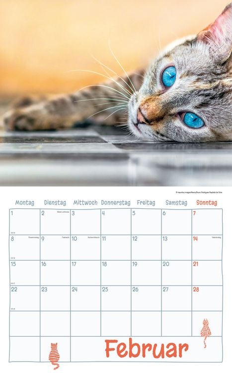 Produktbild: Katzen Kalenderpaket 2027