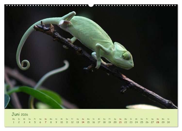 Produktbild: Augenblicke der Cham&auml;leons (Wandkalender 2026 DIN A2 quer), CALVENDO Monatskalender