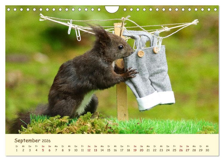 Produktbild: Eichh&ouml;rnchen - zauberhaft verspielt (Wandkalender 2026 DIN A4 quer), CALVENDO Monatskalender