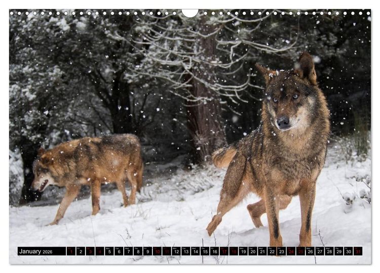 Produktbild: Wolves, Wild Spirits (Wall Calendar 2026 DIN A3 landscape), CALVENDO 12 Month Wall Calendar