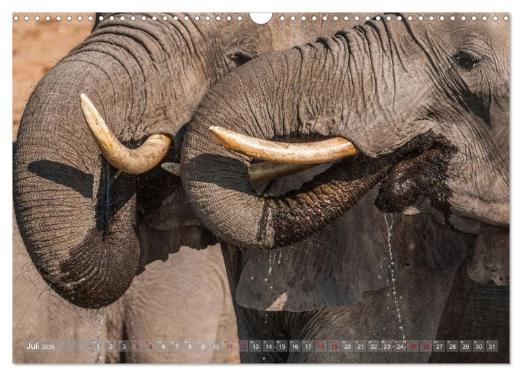 Produktbild: Elefanten in Afrika - Die mit den gro&szlig;en Ohren (Wandkalender 2026 DIN A3 quer), CALVENDO Monatskalender
