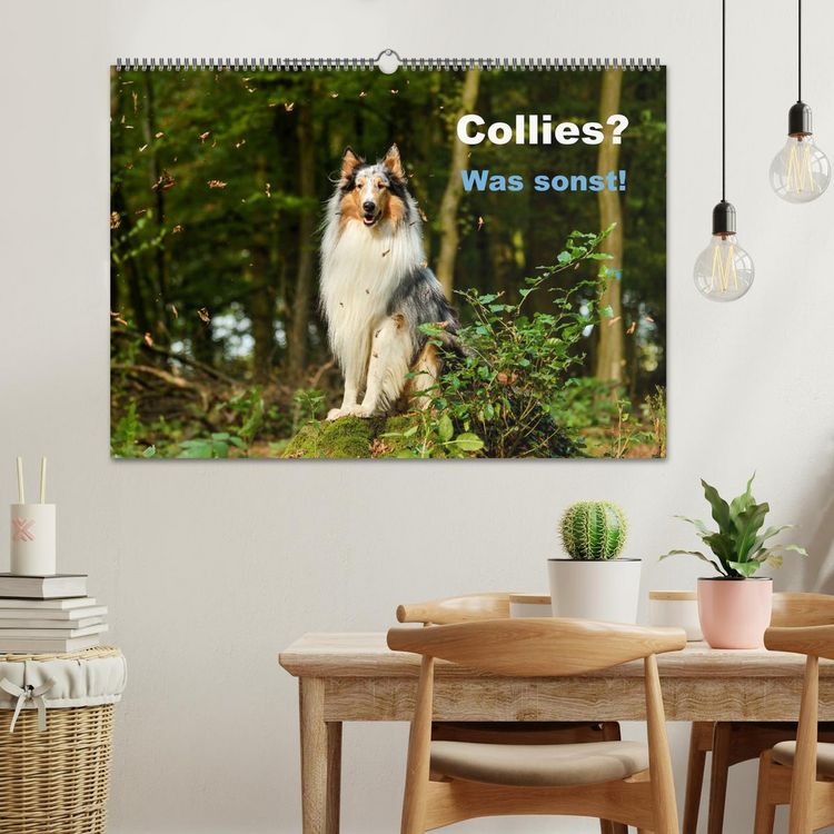 Produktbild: Collies? Was sonst! (Wandkalender 2026 DIN A2 quer), CALVENDO Monatskalender