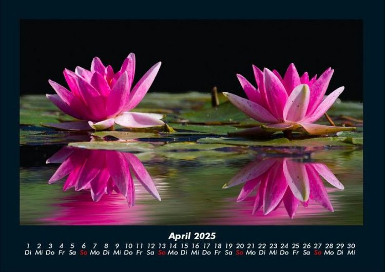 Produktbild: Rosentraum 2025 Fotokalender DIN A4
