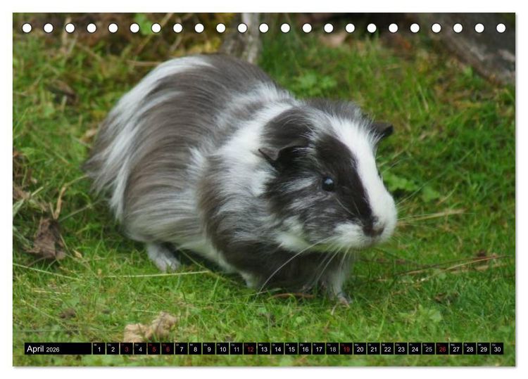 Produktbild: Kuschelige Meerschweinchen (Tischkalender 2026 DIN A5 quer), CALVENDO Monatskalender