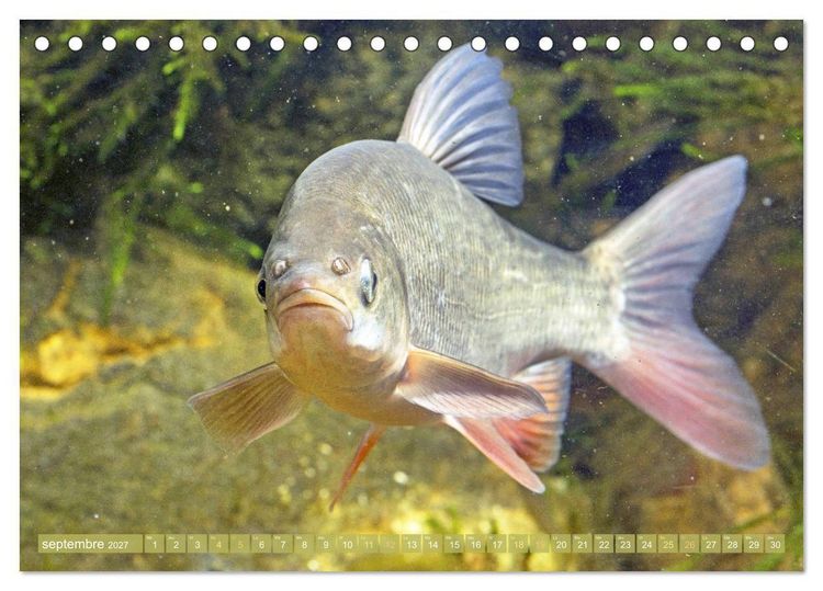 Produktbild: Poissons : d'&eacute;tangs et des rivi&egrave;res (Calendrier de bureau 2027 DIN A5 vertical), CALVENDO calendrier mensuel