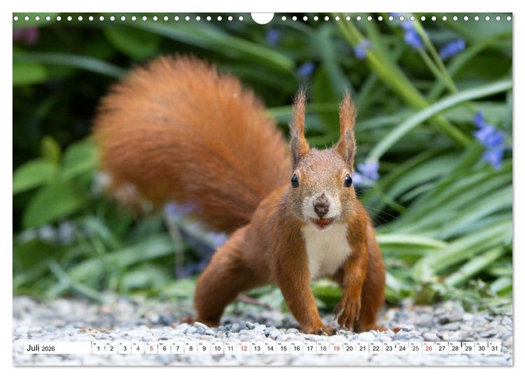 Produktbild: Eichh&ouml;rnchen im K&ouml;niglichen Garten (Wandkalender 2026 DIN A3 quer), CALVENDO Monatskalender