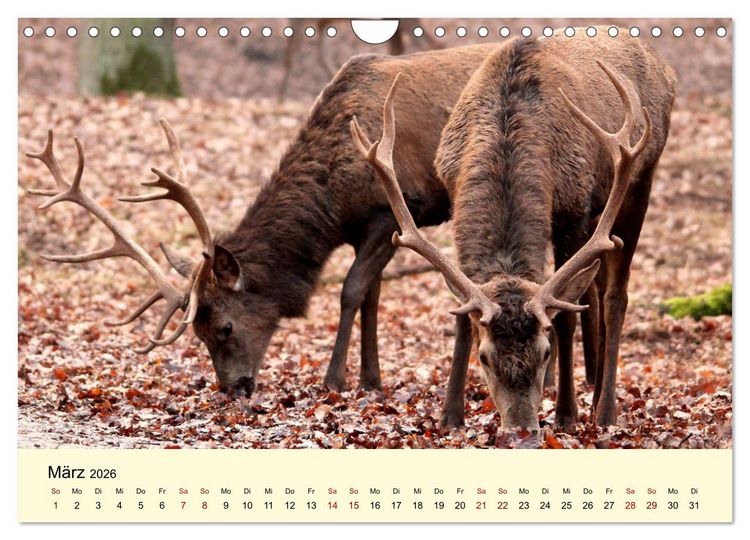 Produktbild: Der Rothirsch - Der K&ouml;nig in unseren W&auml;ldern (Wandkalender 2026 DIN A4 quer), CALVENDO Monatskalender