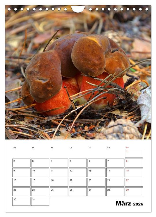 Produktbild: Heimische Waldpilze (Wandkalender 2026 DIN A4 hoch), CALVENDO Monatskalender
