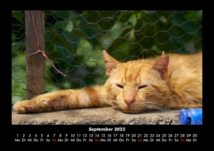 Produktbild: Katzen 2025 Fotokalender DIN A3