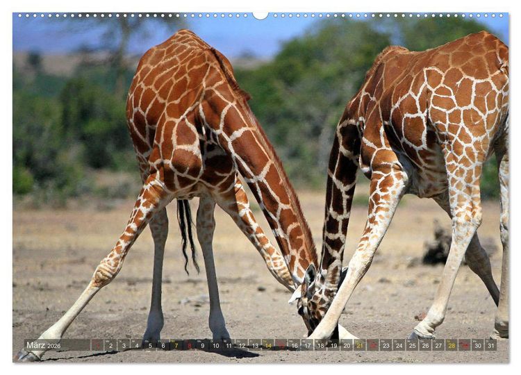 Produktbild: Giraffen - Sanftheit und Anmut (hochwertiger Premium Wandkalender 2026 DIN A2 quer), Kunstdruck in Hochglanz